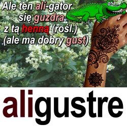 aligustre