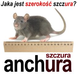 anchura