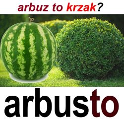 arbusto