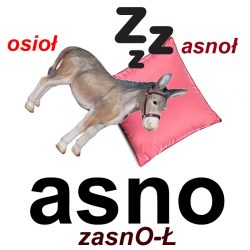 asno